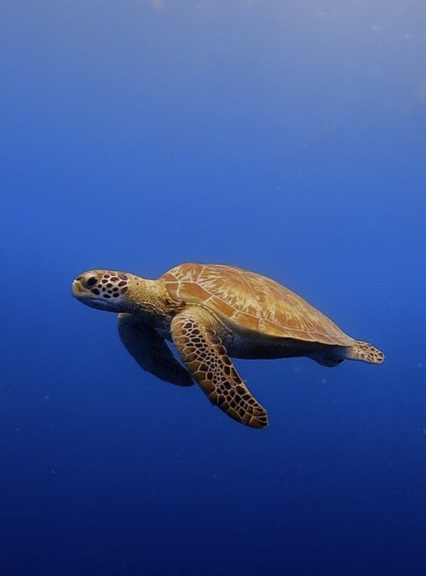 Tortuga marina nadando en aguas profundas con un fondo azul intenso.