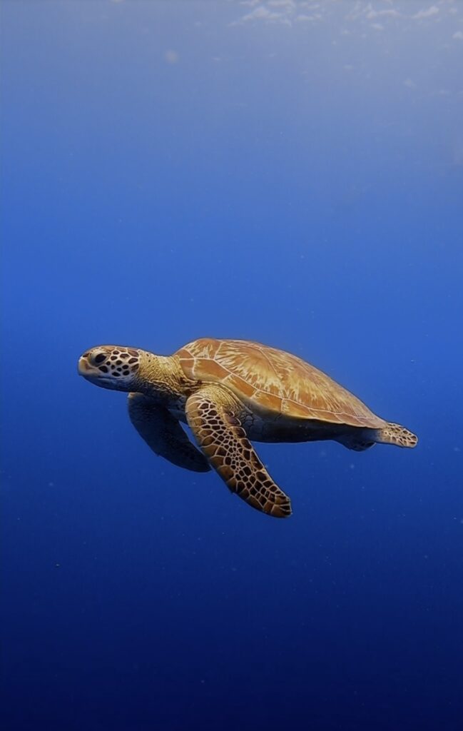 Tortuga marina nadando en aguas profundas con un fondo azul intenso.