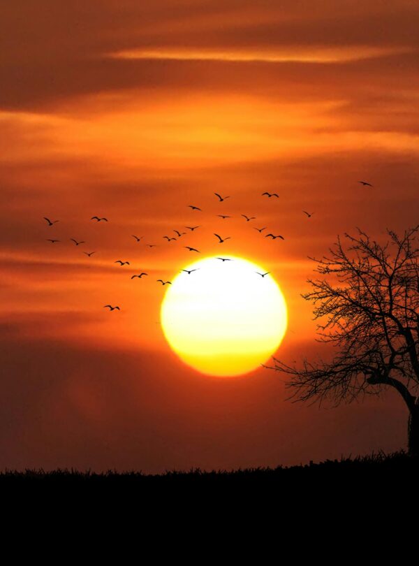 Atardecer naranja con un sol brillante, un árbol solitario y un grupo de aves volando en el cielo.