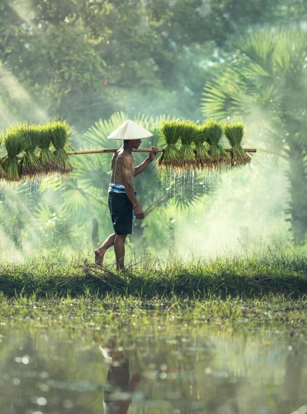 Agricultor asiático cargando manojos de arroz en un campo verde y húmedo bajo suaves rayos de luz.