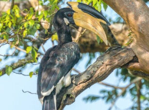 Calao oriental negro posado sobre una rama de árbol en medio de la vegetación tropical.