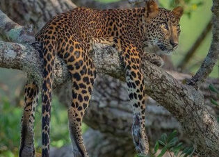 Leopardo descansando sobre una rama de árbol en la selva, con las patas colgando relajadamente.