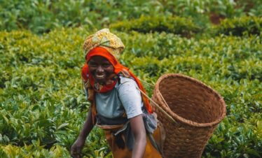 Mujer sonriente recolectando hojas de té en una plantación verde, con una canasta de mimbre a la espalda.