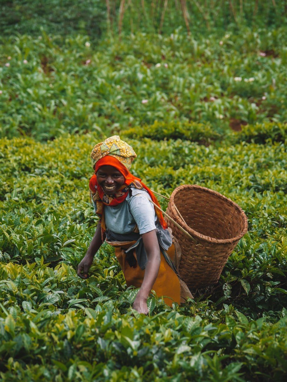 Mujer sonriente recolectando hojas de té en una plantación verde, con una canasta de mimbre a la espalda.