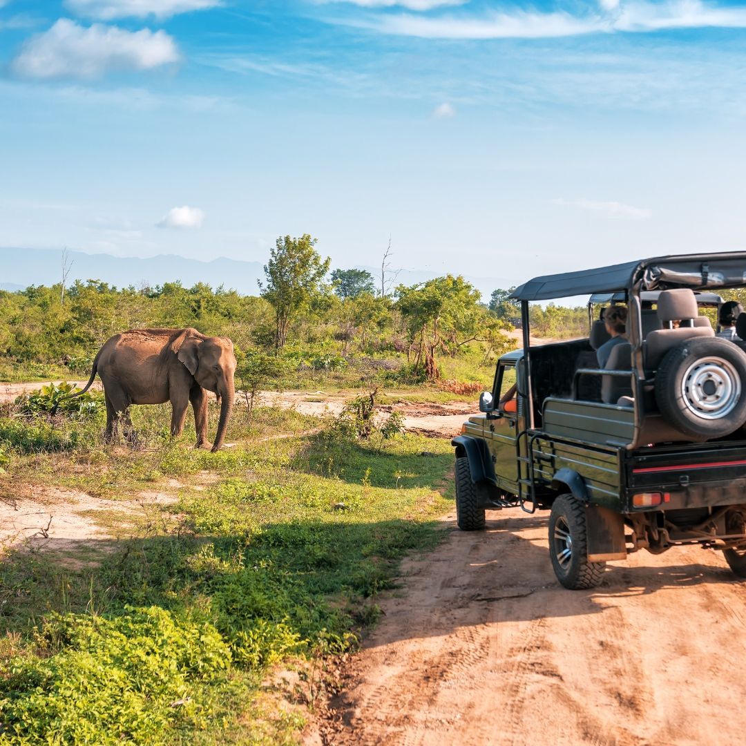 Elefante en la sabana observado desde un vehículo de safari con turistas en un parque natural.