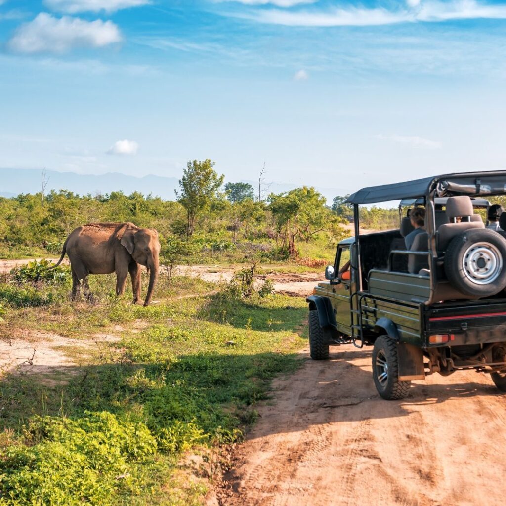 Safari en la sabana con un jeep y un elefante en la naturaleza