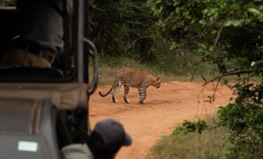 Grupo de turistas disfrutando un safari en un vehículo abierto rodeado de vegetación en un camino de tierra bajo un cielo azul.