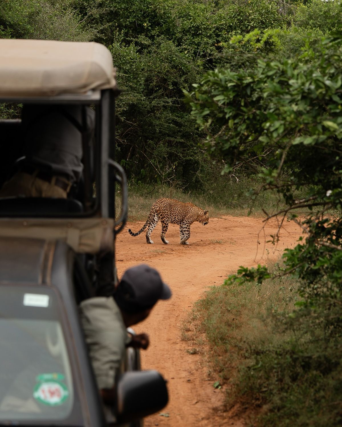 Grupo de turistas disfrutando un safari en un vehículo abierto rodeado de vegetación en un camino de tierra bajo un cielo azul.