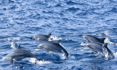 Grupo de delfines nadando y saltando en aguas abiertas del océano bajo un cielo despejado