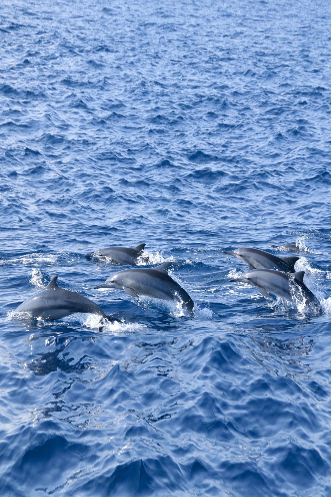 Grupo de delfines nadando y saltando en aguas abiertas del océano bajo un cielo despejado