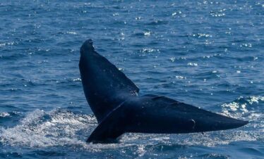 Cola de una ballena emergiendo del océano mientras se sumerge en aguas azules bajo un cielo despejado.