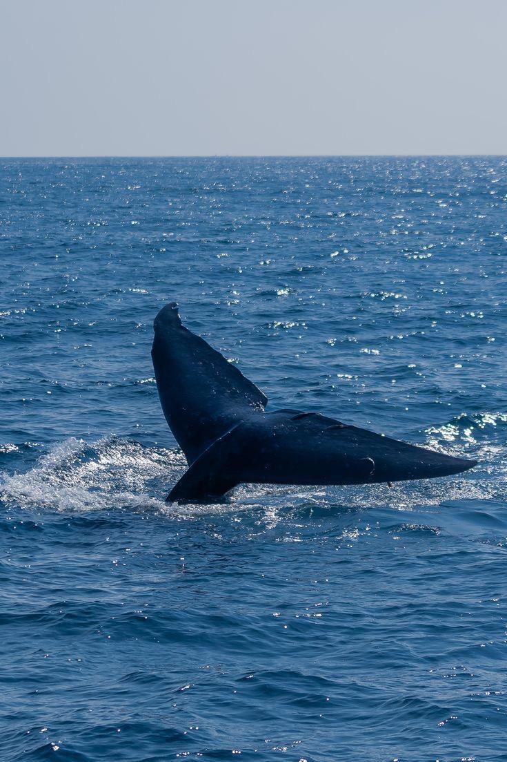 Cola de una ballena emergiendo del océano mientras se sumerge en aguas azules bajo un cielo despejado.