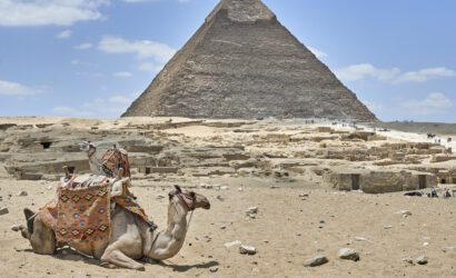 Camello descansando frente a la Gran Pirámide de Guiza en Egipto, con turistas al fondo.