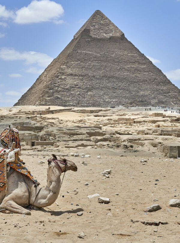 Camello descansando frente a la Gran Pirámide de Guiza en Egipto, con turistas al fondo.