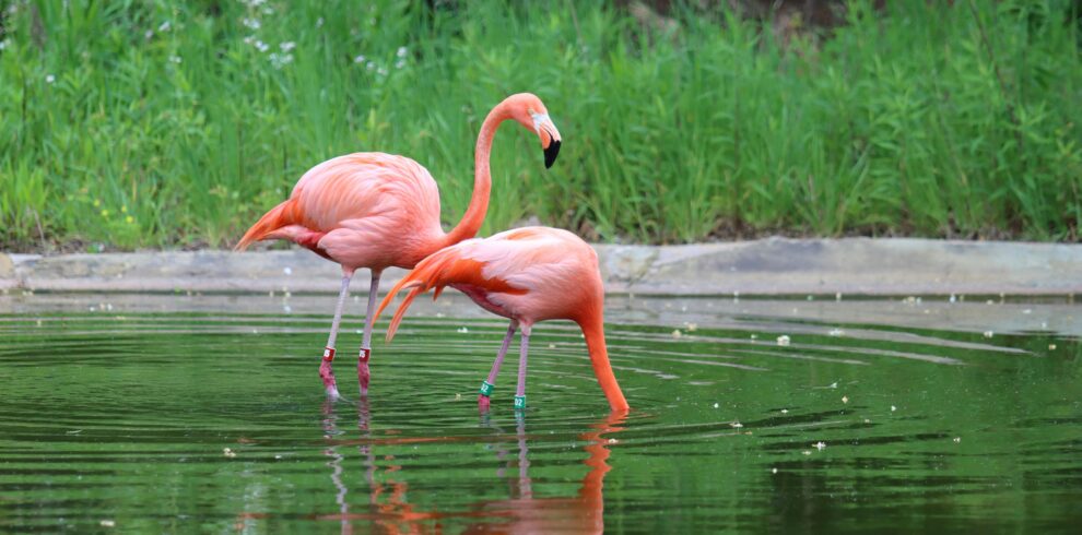Dos flamencos rosados caminando y buscando alimento en un estanque rodeado de vegetación.