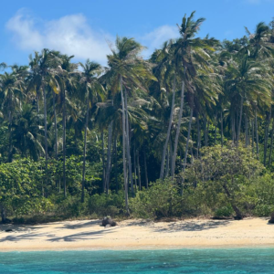 Playa tropical de arena clara con palmeras altas y agua turquesa cristalina bajo un cielo azul.
