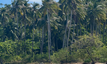 Playa tropical de arena clara con palmeras altas y agua turquesa cristalina bajo un cielo azul.