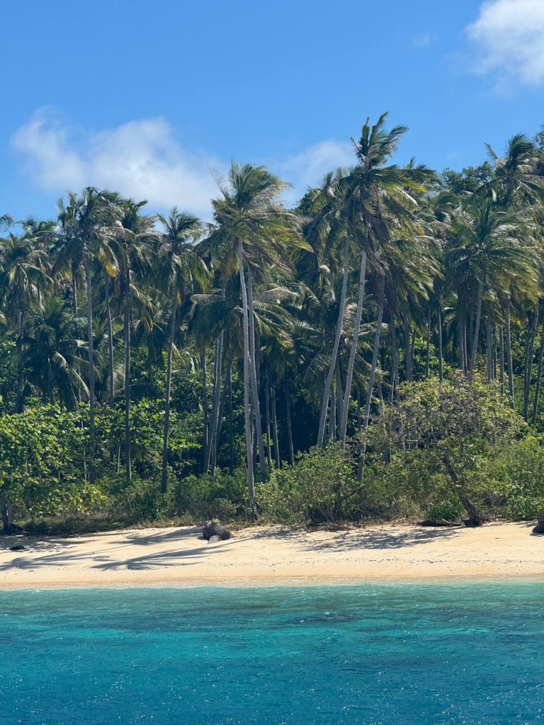 Playa tropical de arena clara con palmeras altas y agua turquesa cristalina bajo un cielo azul.